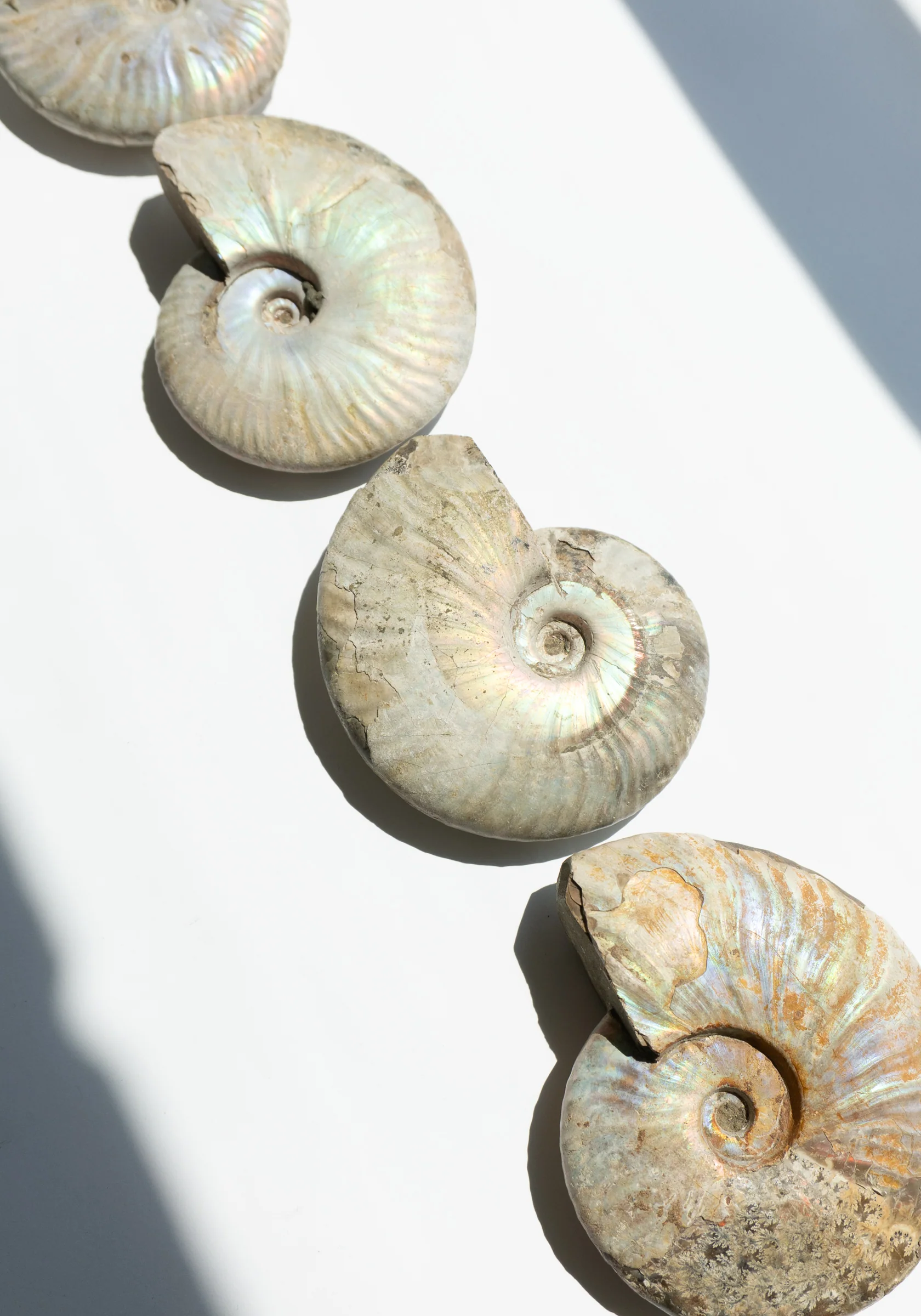 Ammonite Shell Fossils - Image 7